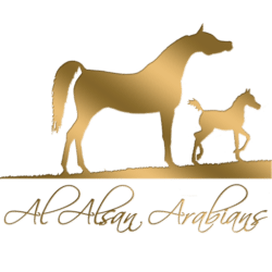 AL ALSAN ARABIANS